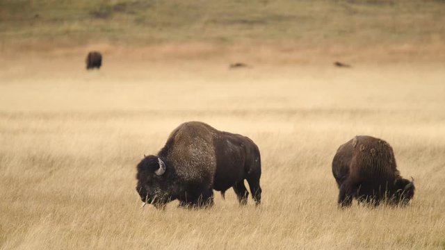 American bison grazing in grassy field at Yellowstone National Park 
