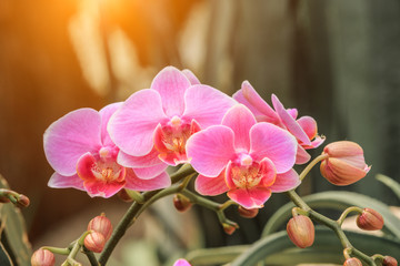 Beautiful orchid flowers bloom in natural world