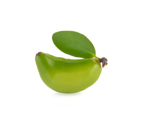 Garcinia schomburgkiana Pierre on white background