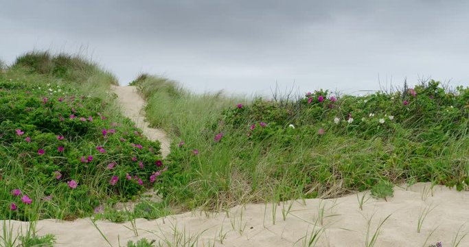 Panning shot of flowers growing on sand dunes