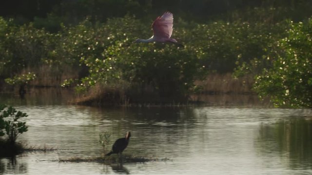 Slow motion of roseate spoonbill flying over water