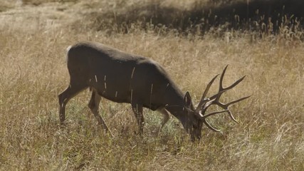 Tracking shot of white tailed deer in Yellowstone National Park