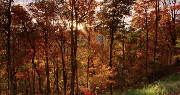 Wide shot of tall trees in forest during autumn 