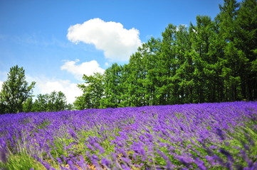 Fototapeta na wymiar Colorful Lavender Flower Fields
