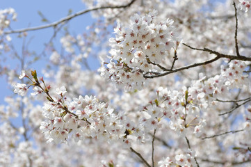 満開に咲いた桜の枝