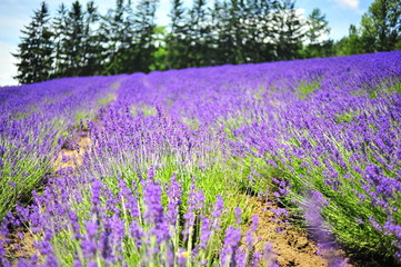 Fototapeta premium Colorful Lavender Flower Fields