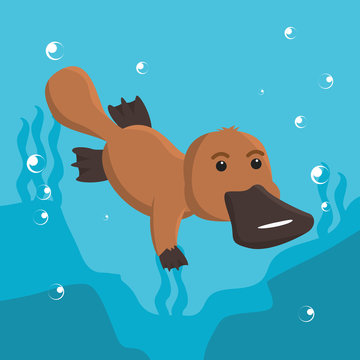platypus swimming vector illustration design