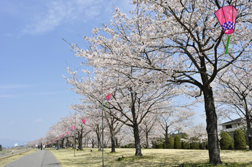 氏家ゆうゆうパークの桜並木