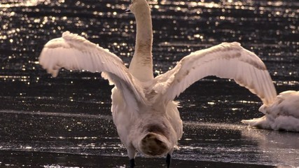 Slow motion of swan spreading wings in water