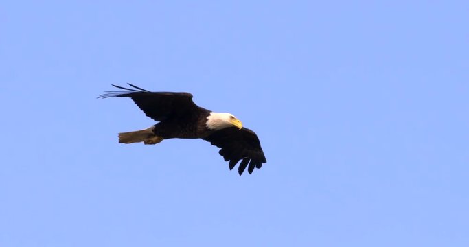 Slow motion of bald eagle soaring in the blue sky