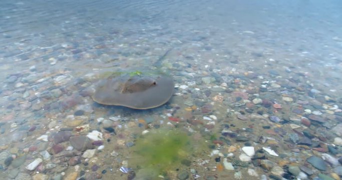 Horseshoe crab swimming in shallow water