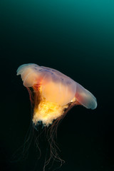 Jellyfish swims in the deep