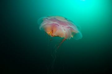 Jellyfish swims in the deep