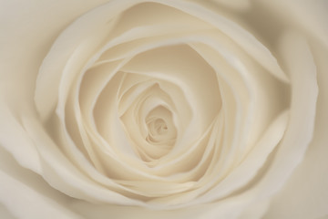 Fototapeta na wymiar Close up of a pale yellow rose