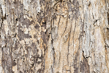 old tree bark texture background