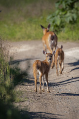 Naklejka na ściany i meble A doe and two fawn walking down the road with one looking back at the camera. 