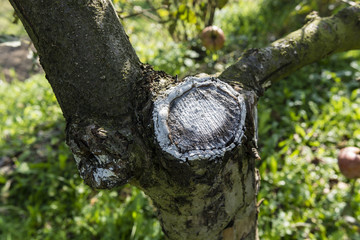 Treatment of cut tree in the garden.