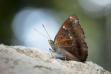 Butterfly in Thailand and Southeast Asia.