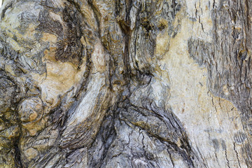 old tree bark texture background