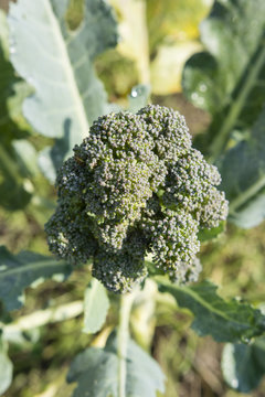 Broccoli growing in a garden.