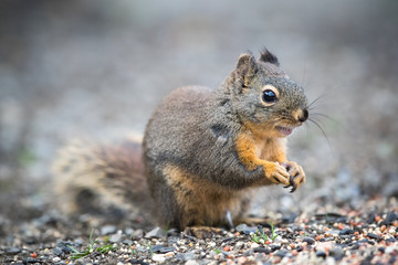 Naklejka na ściany i meble Little Western Gray Squirrel eating seeds up close.