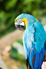 Close up of blue and yellow macaw