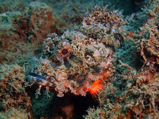 Fototapeta na wymiar Scorpionfish