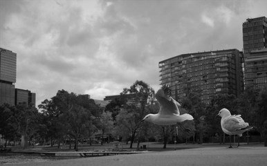 Seagull begins flight
