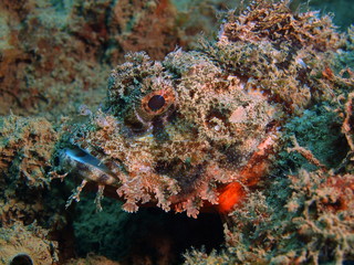Scorpionfish