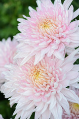 White chrysanthemum flower