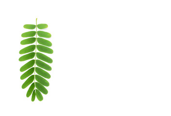 Tamarind leaves on white background.