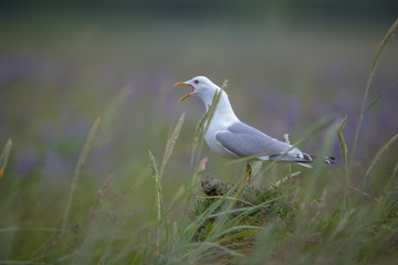 Mew gull with neck stretched out in long grass with purple flowers in back ground.