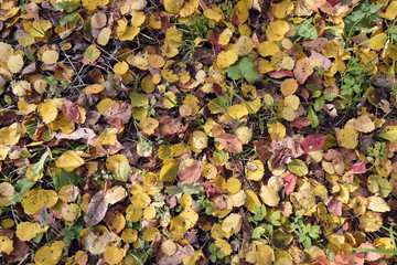 Carpet of fallen autumn leaves in a city park