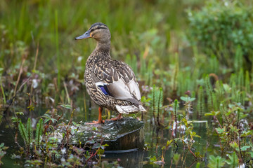 Mallard female duck taking in point with lots of greenery. 