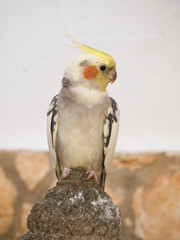 bird nymph