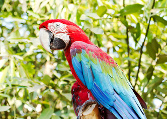 Close up of scarlet and blue macaw