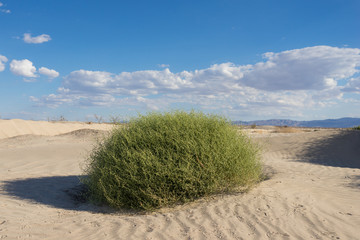 Green bush grows in the sands of the Mojave desert in California. © kenkistler1