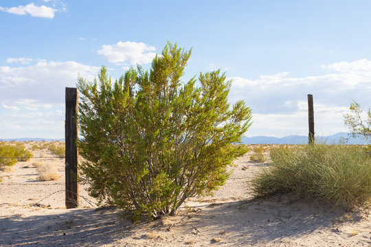 Bush grows along a fence line in the desert of California's southeast.