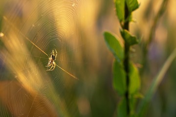 spider in the middle of its cobwebs