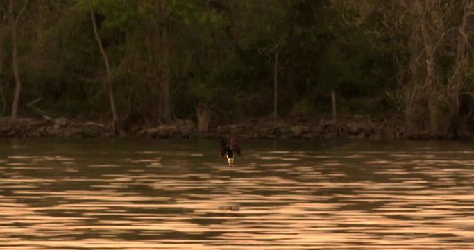 Tracking shot of osprey diving in lake for prey