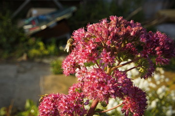 Obraz premium Bee pollinates purple flower