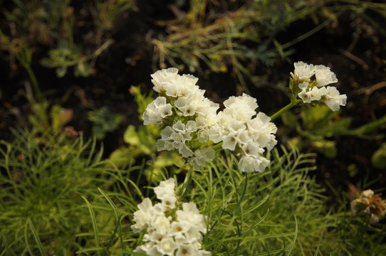Kermek notched or Kermek vyemchatolistny (Limónium sinuátum) - herbaceous plant species of the genus Kermek (Limonium) family plumbaginaceae (Plumbaginaceae)