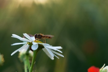 fly sitting on chamomile