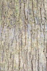 Bark surface.
The surface texture of tree bark naturally.

