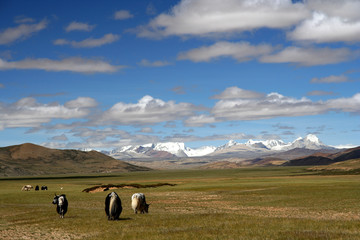 Fototapeta premium Yaks on Tibetan Plateau