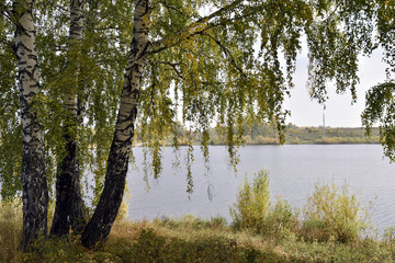 Fototapeta na wymiar Birch trees by the lake on a cloudy autumn day