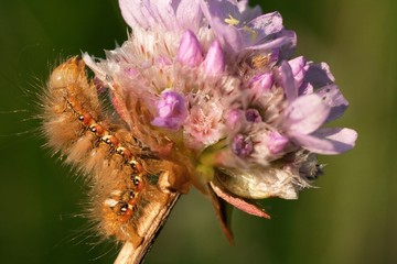 caterpillar on a flower clover 1
