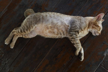 Cat sleeping on a wooden floor