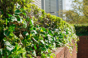高層ビルと緑