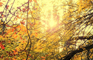 sunshine and tree branch autum leves background